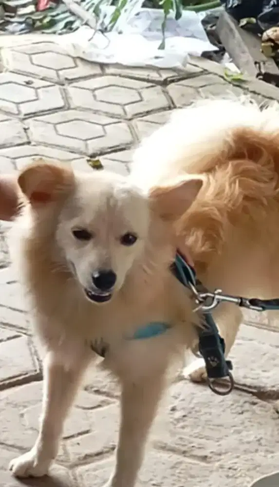 Jual Anjing ras spitz