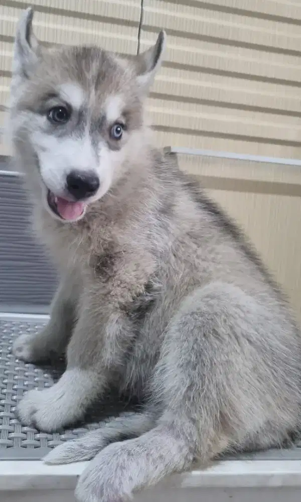 2 Anakan Husky asli harga bisa nego