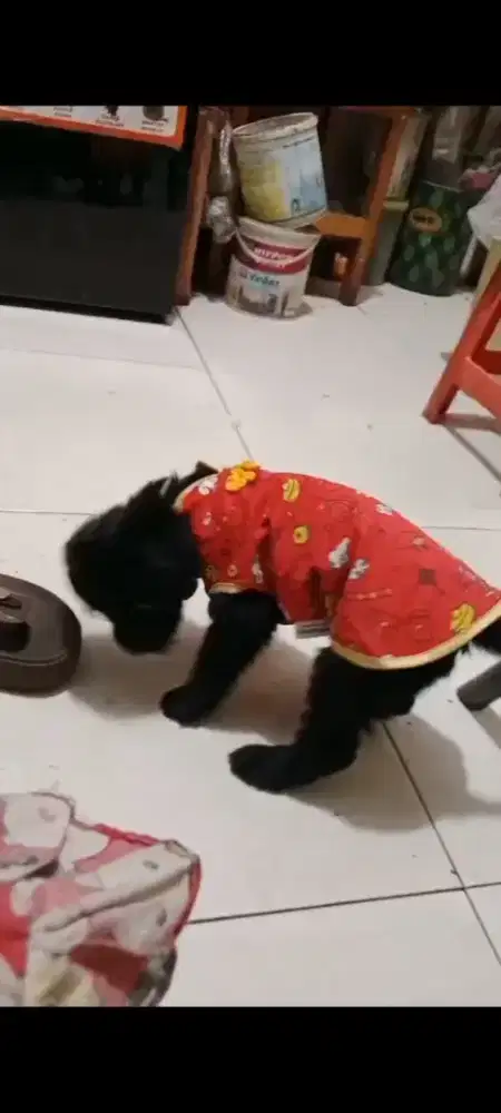 Anjing Ras podlle 2 bulan