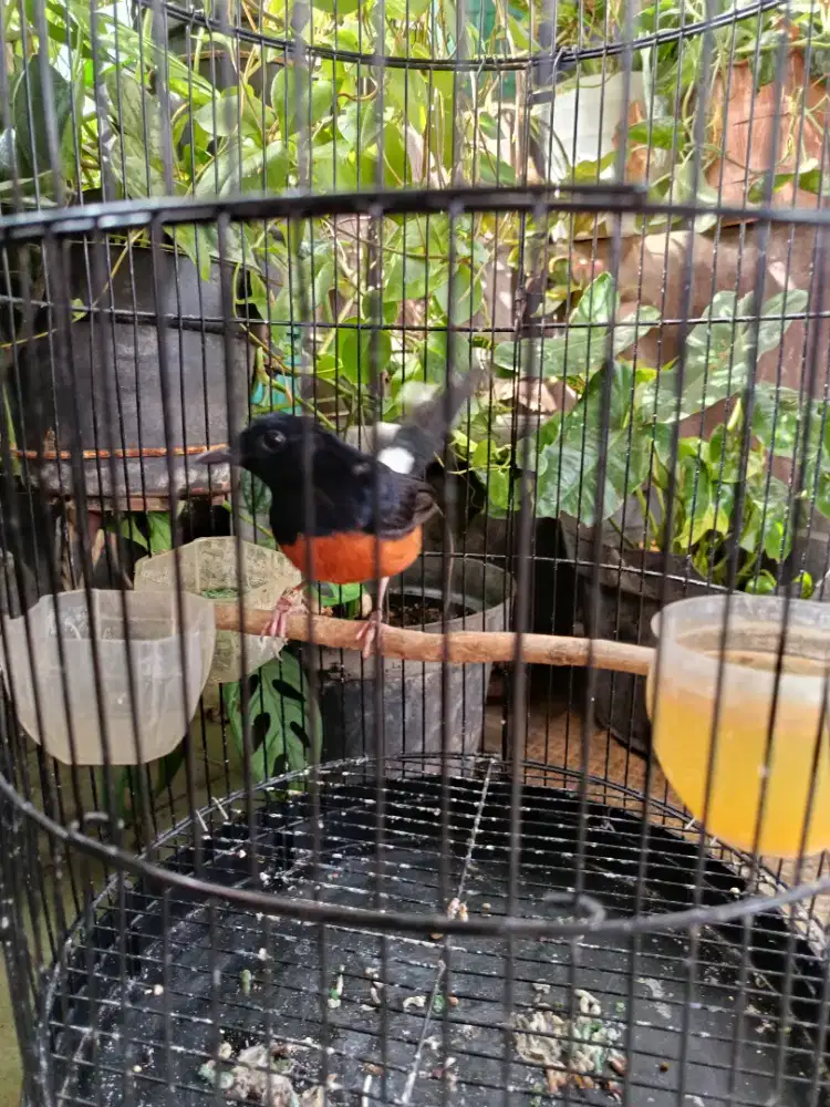 Burung murai balak 6