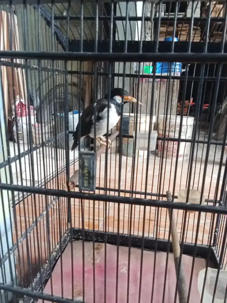 Jual atau tuker tambah SM ijo