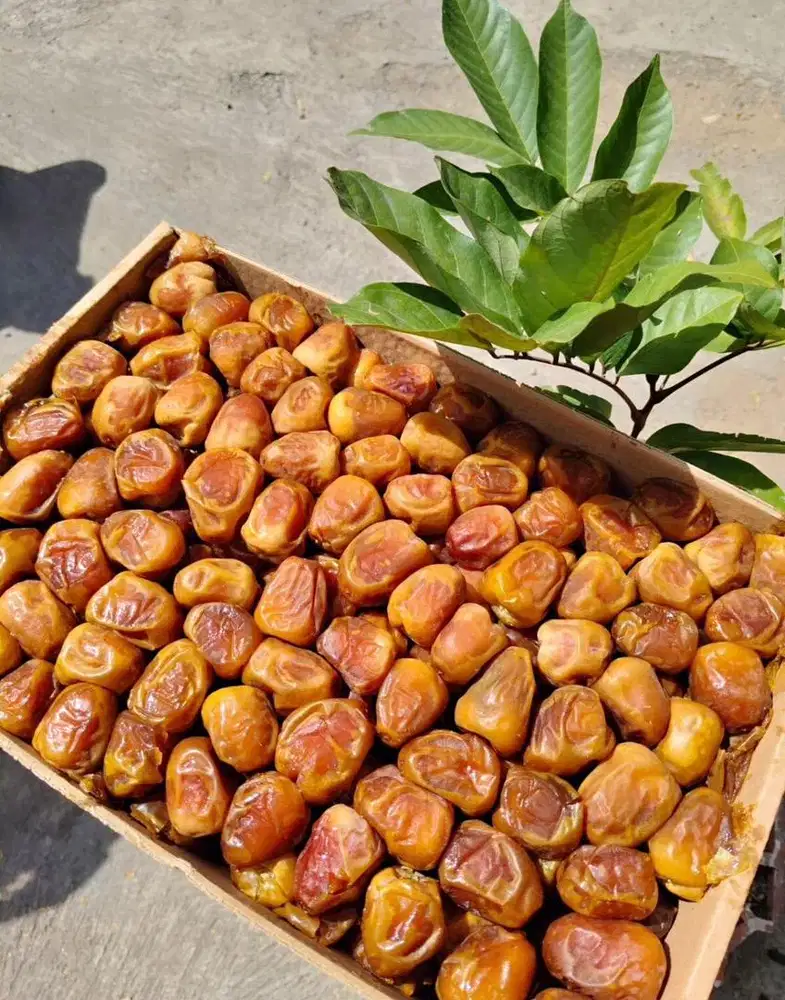 Kurma Sukari 3KG/1KG