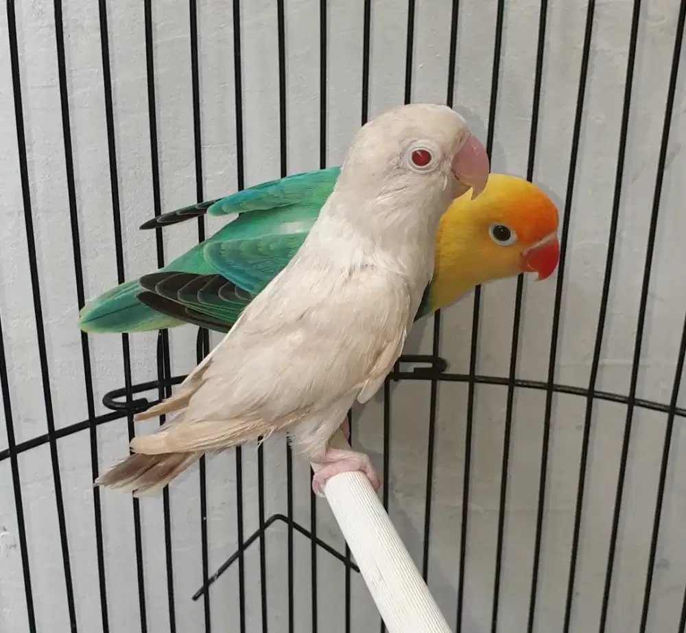 Sepasang lovebird biola pb x pf euwing