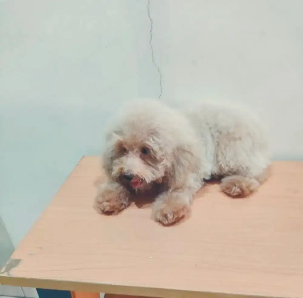 Dijual 1 ekor anakan poodle jantan