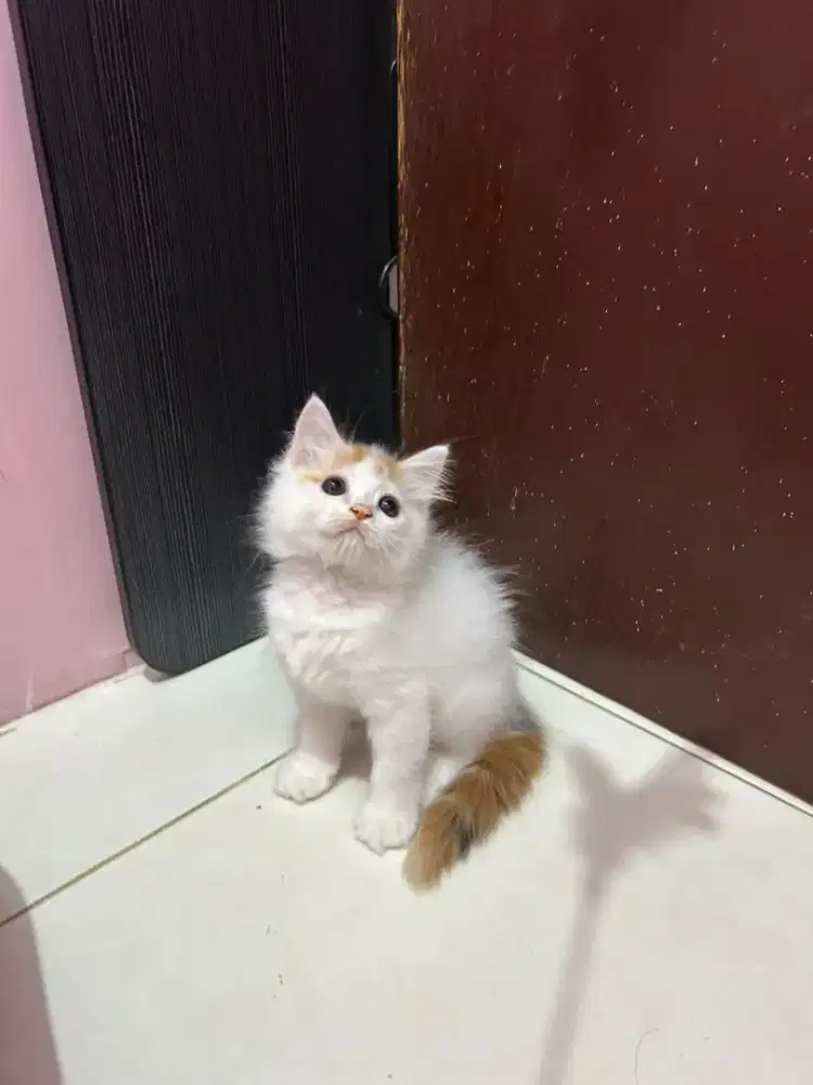 Munchkin NS / Kaki Panjang Betina