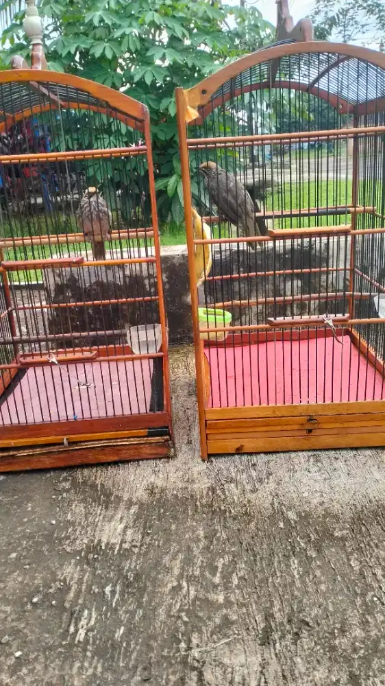 Cucak rowo sepasang dna mapan