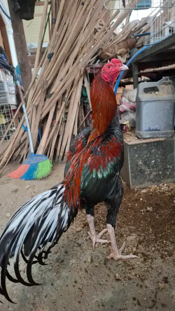 Ayam Bangkok klasik