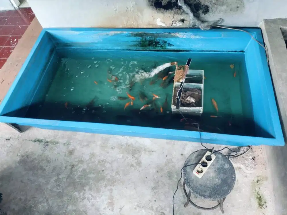 Jual Bak Kolam Ikan
