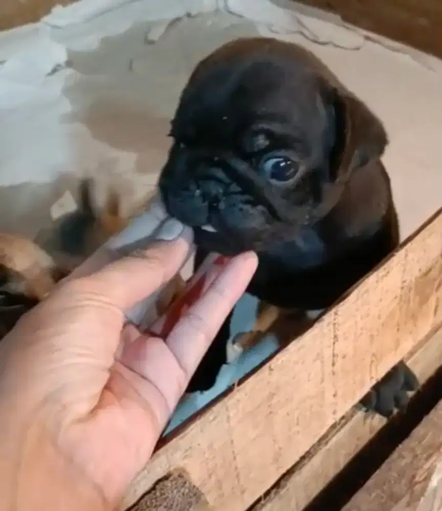 Dijual Anjing Pug jantan