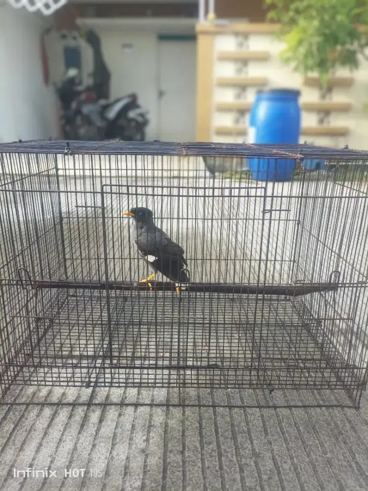 Burung jalak kebo
