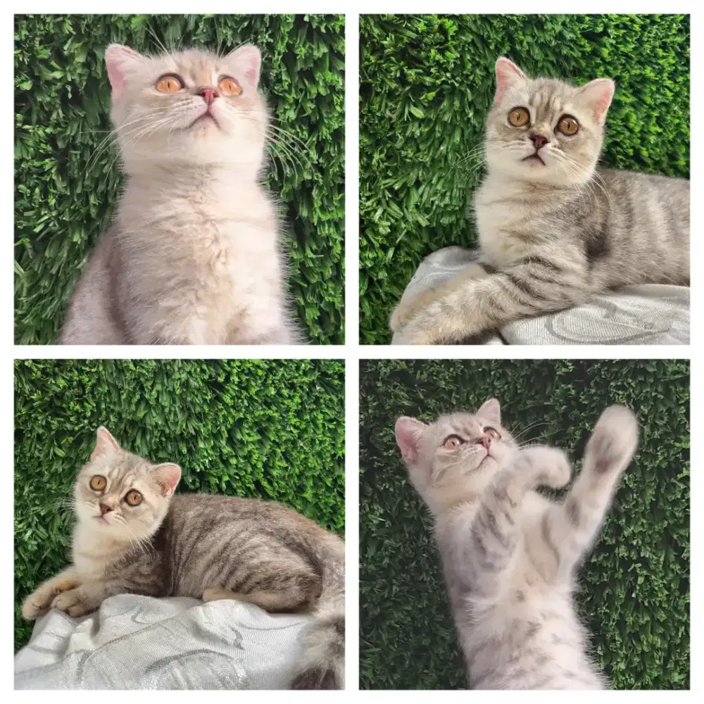 SF x BSH Betina 5 Bulan