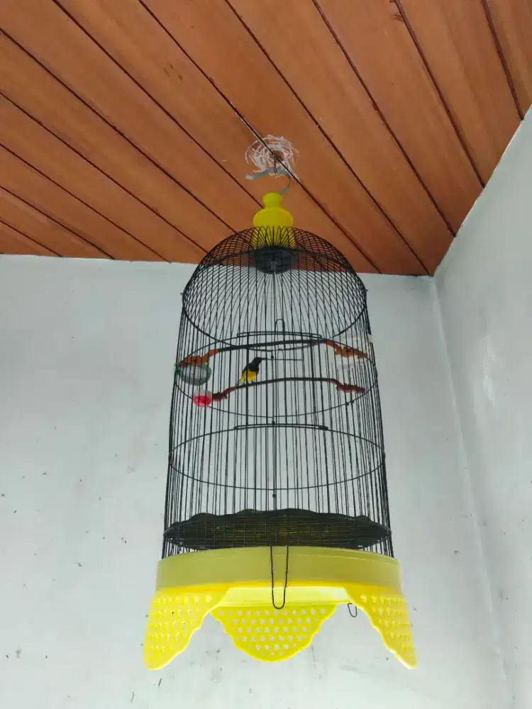 Sogon Gacor Body Big Isian Banyak A3 B1 + Kandang