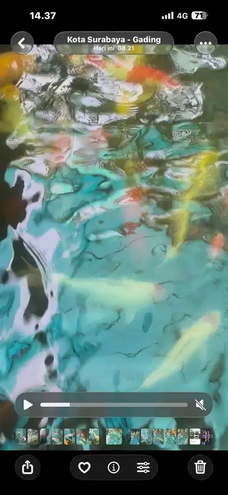 Ikan tanco import serti jepang