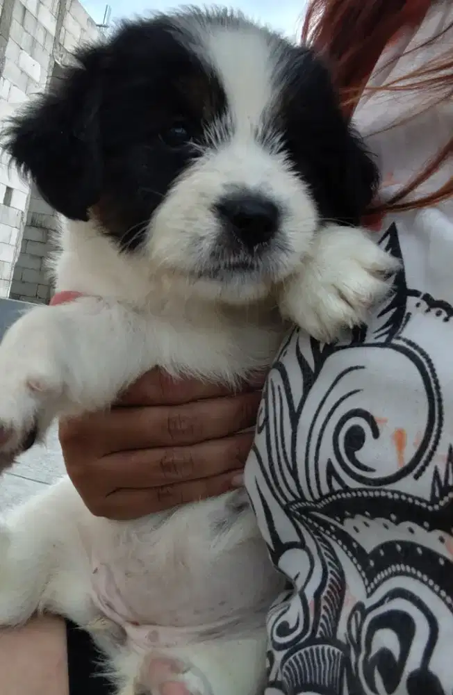 Anjing Ganti pakan b.u Cpt