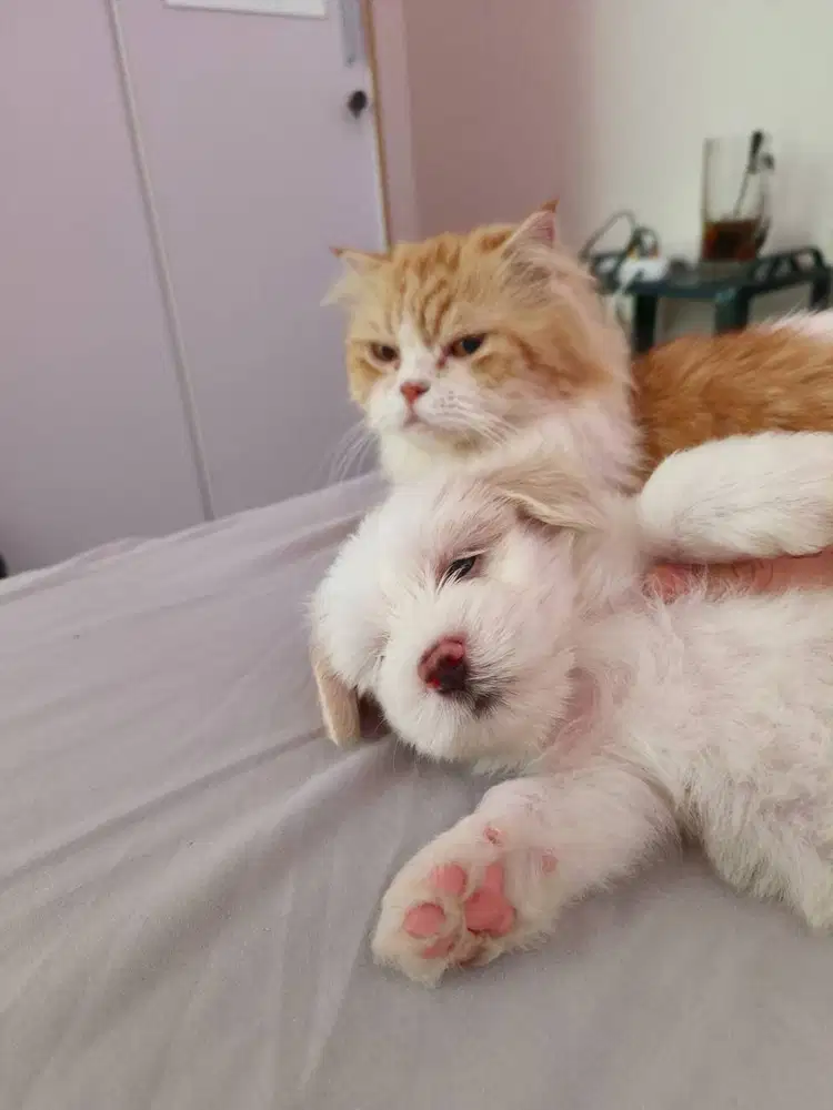 Maltipo Super Kyuttt