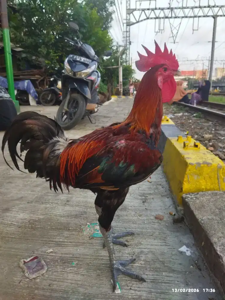 Ayam pelung , jago merah, postur tinggi gede