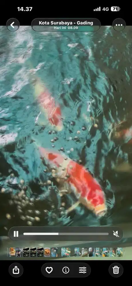 Ikan koi kohaku jumbo import sertifikat