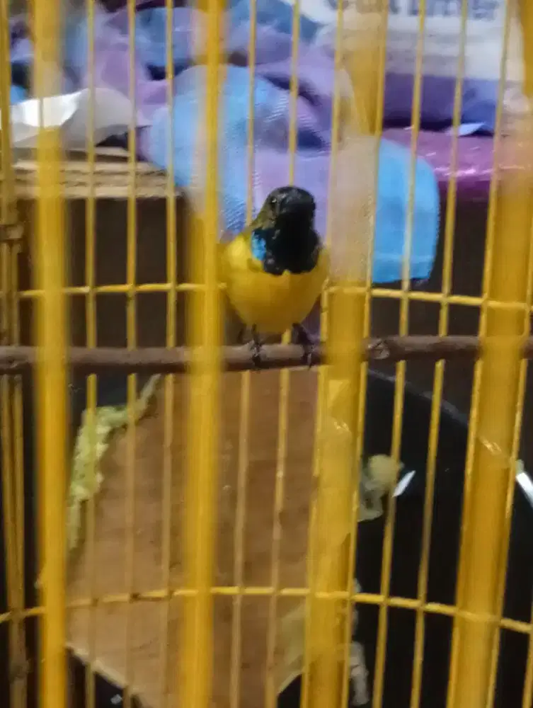 Burung kebon rajin bunyi