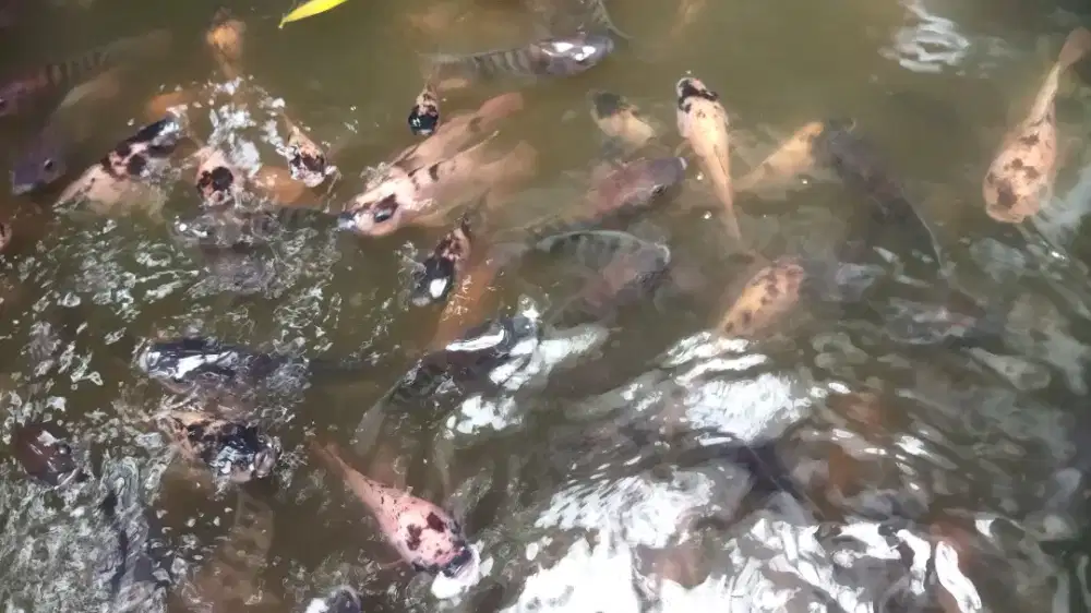 Di jual anakan ikan nila