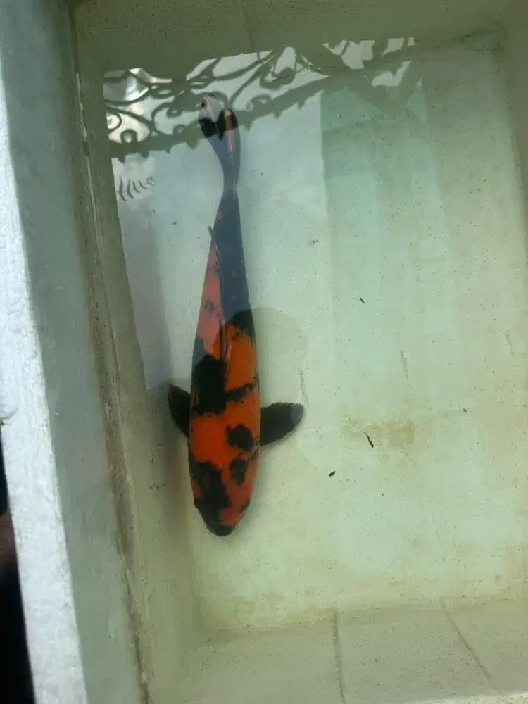 Jual koi hi utsuri import sertifikat