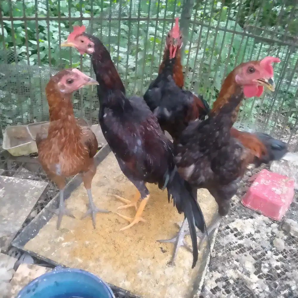 Ayam Kampung Jantan Sehat