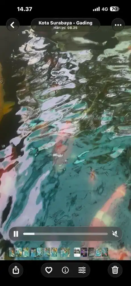 Jual ikan koi sanke jumbo import sertifikat