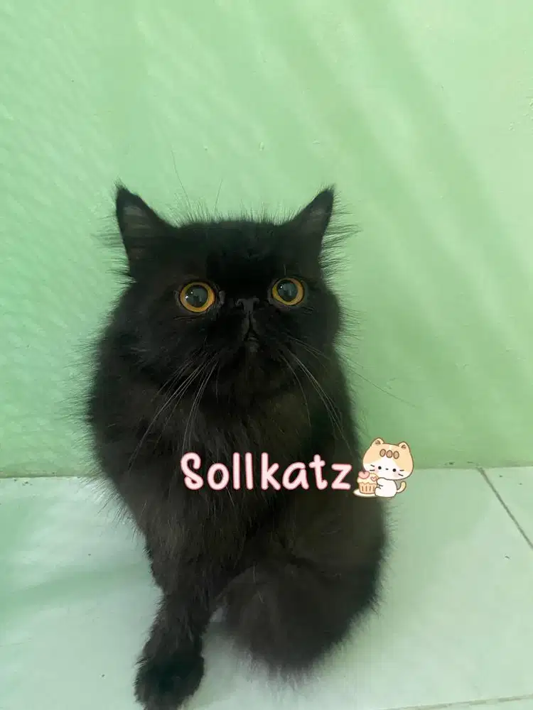 Kucing persia peaknose