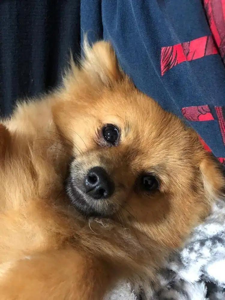 anjing minipom 6 bulan