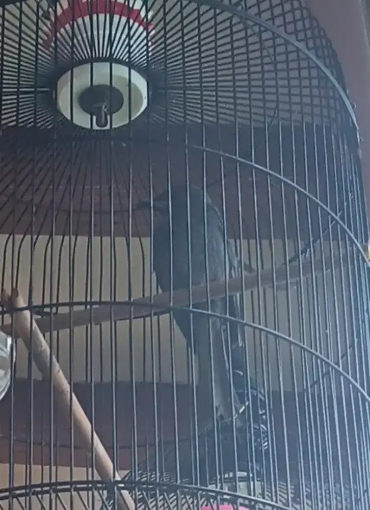 Burung srigunting abu2