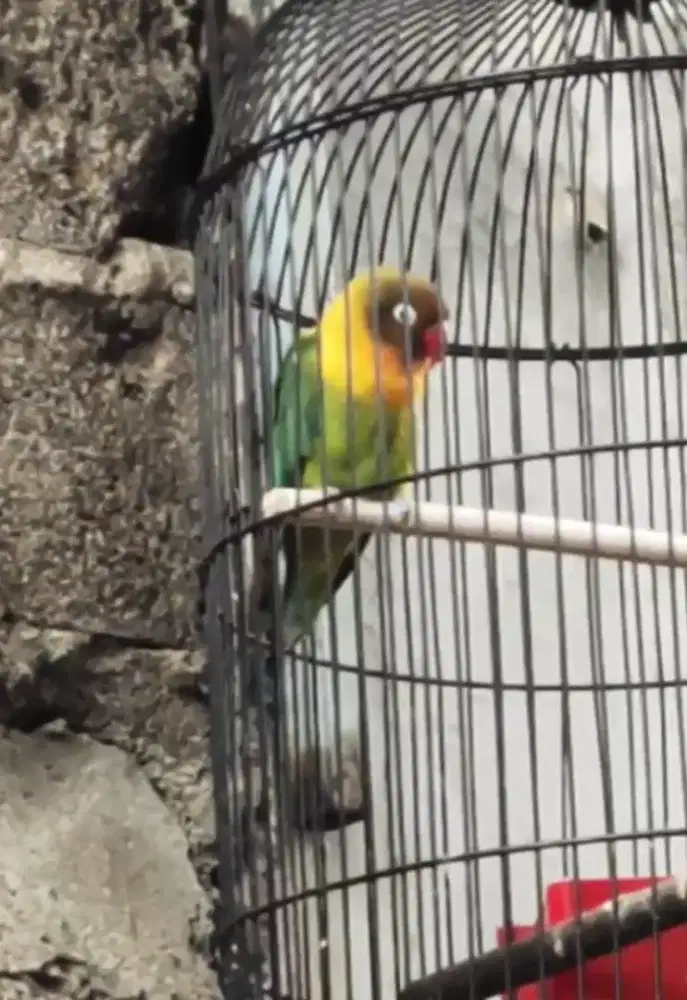 Kacer ,konin,Lovebird