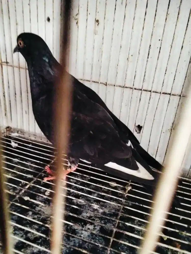 Burung dara cewean