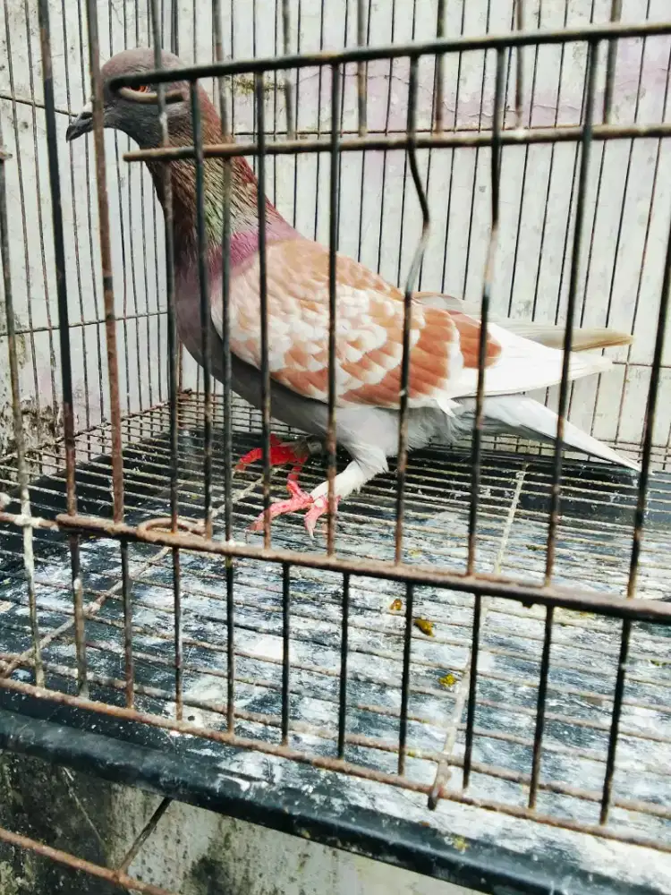Burung dara cewean