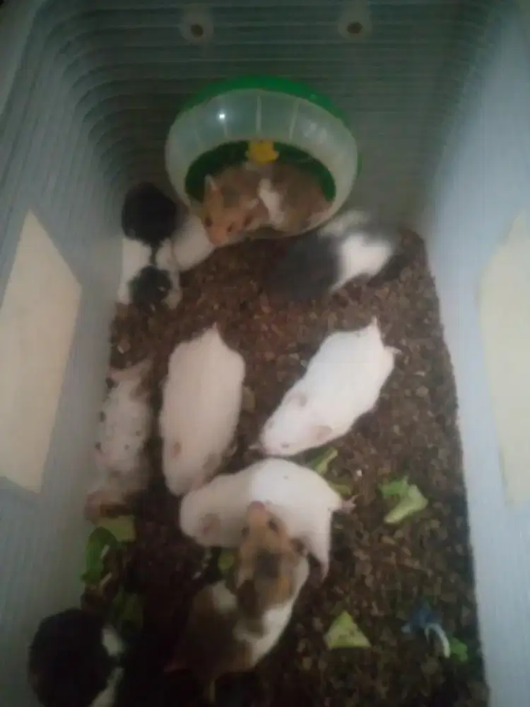 Ready hamster jenis sirian stok. Terbatas
