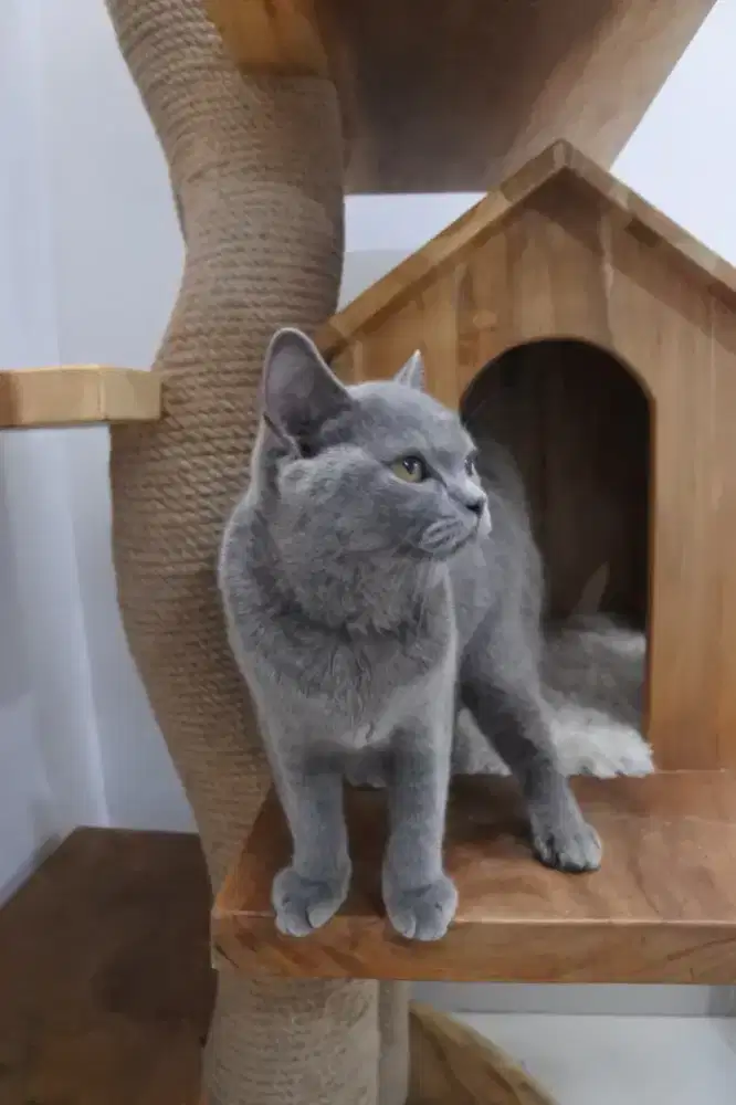 Bsh blue solid 5 bulan