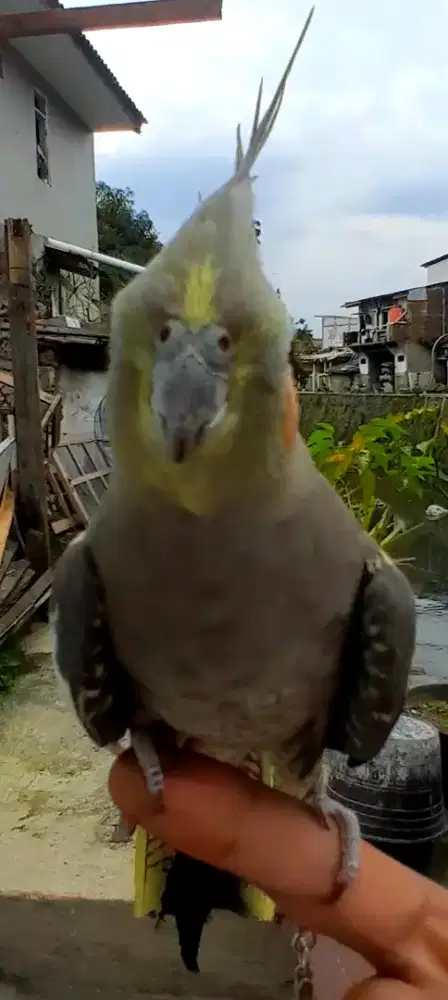 BURUNG FALK JINAK BAIK HATI MULUS
