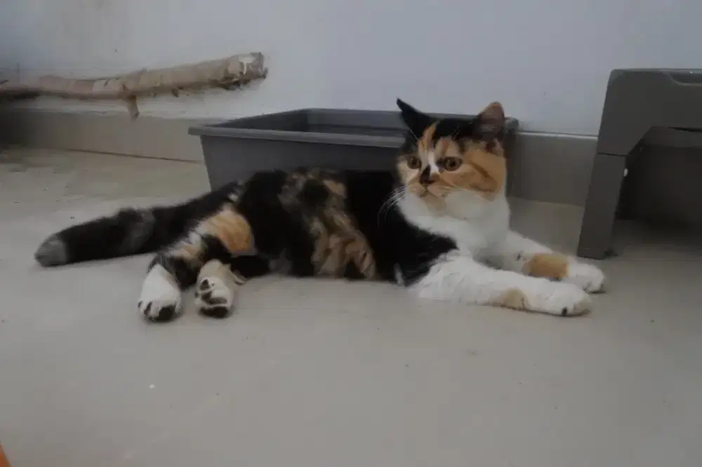 BSH Calico 5 bulan