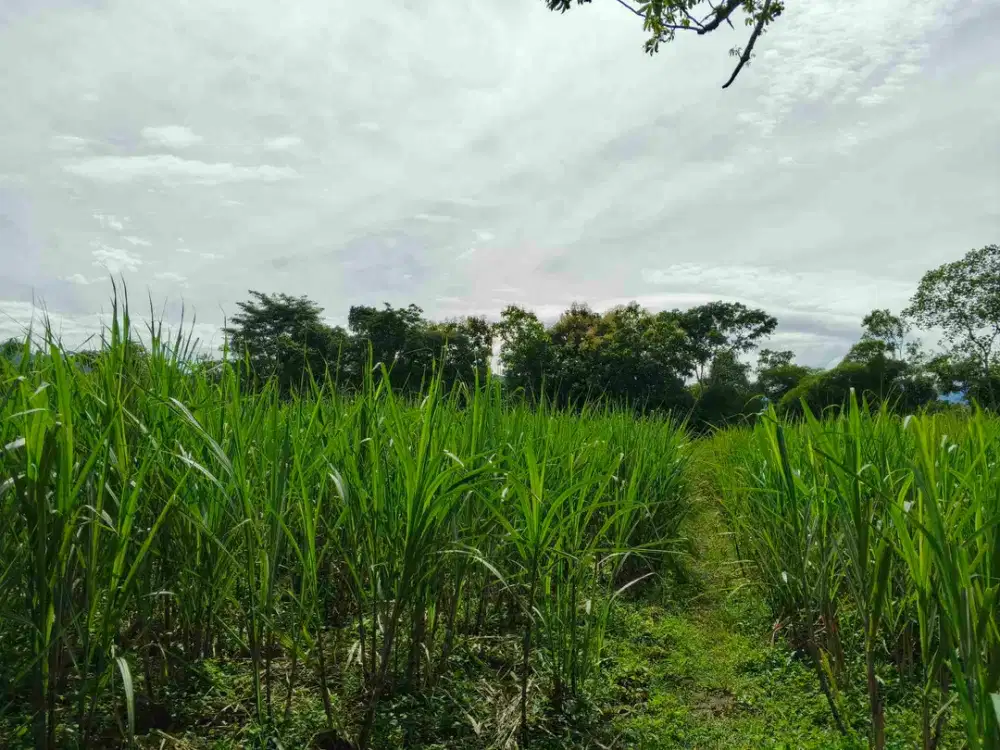 Tanah murah spek ternak jabung malang