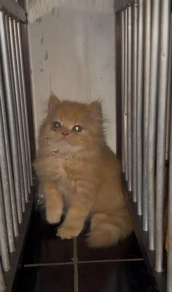 Kitten persia flat nose