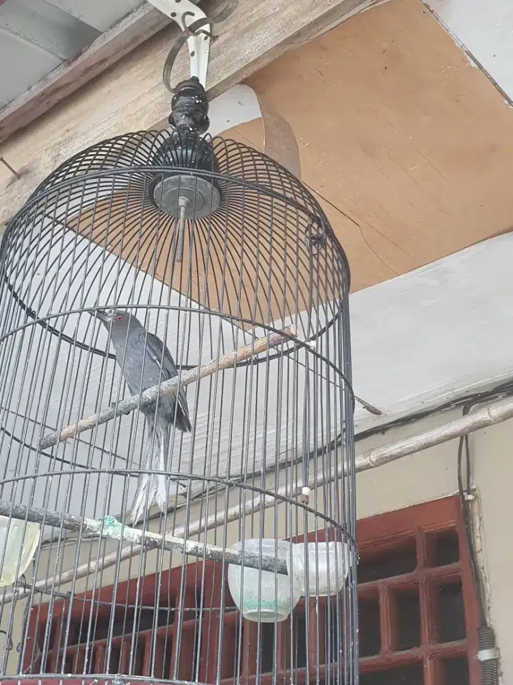 Srigunting abu mata merah