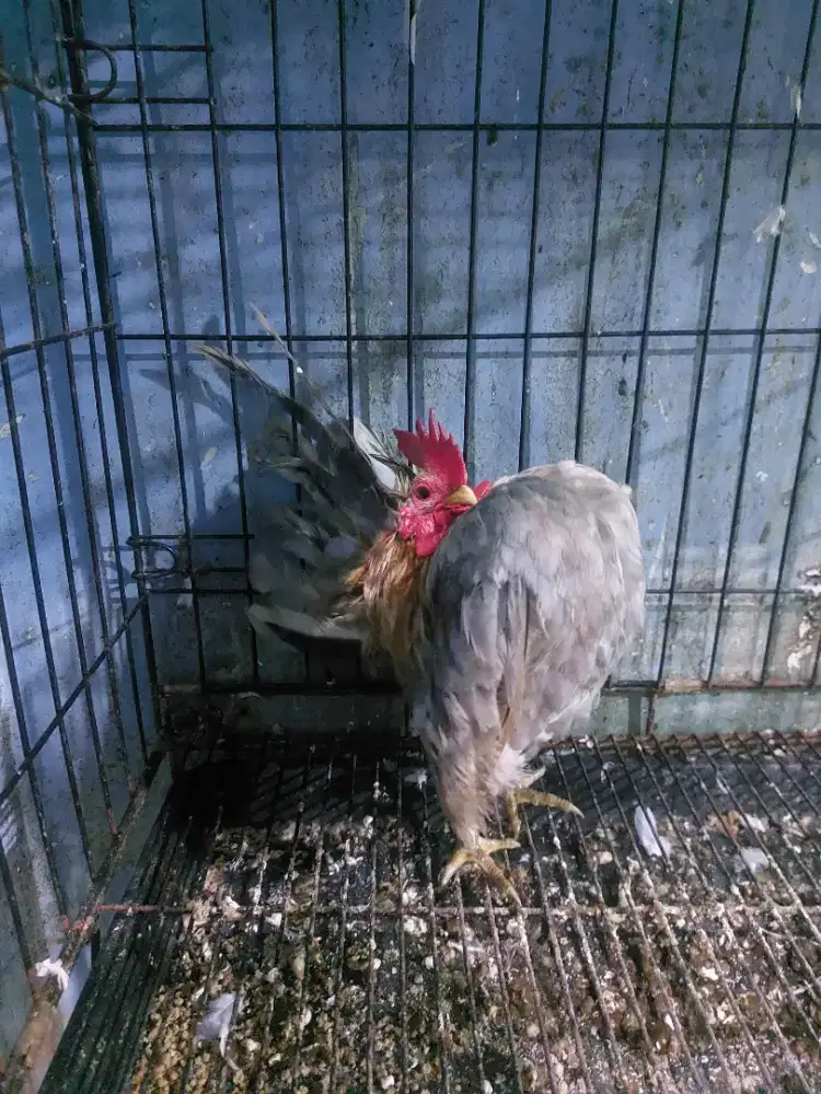 Ayam serama extreme jago