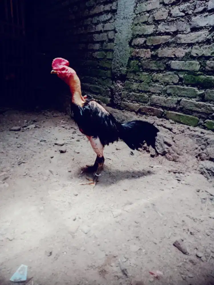 Ayam ganoiii pama original win 3 x mantap Monggo kosongin kandnag
