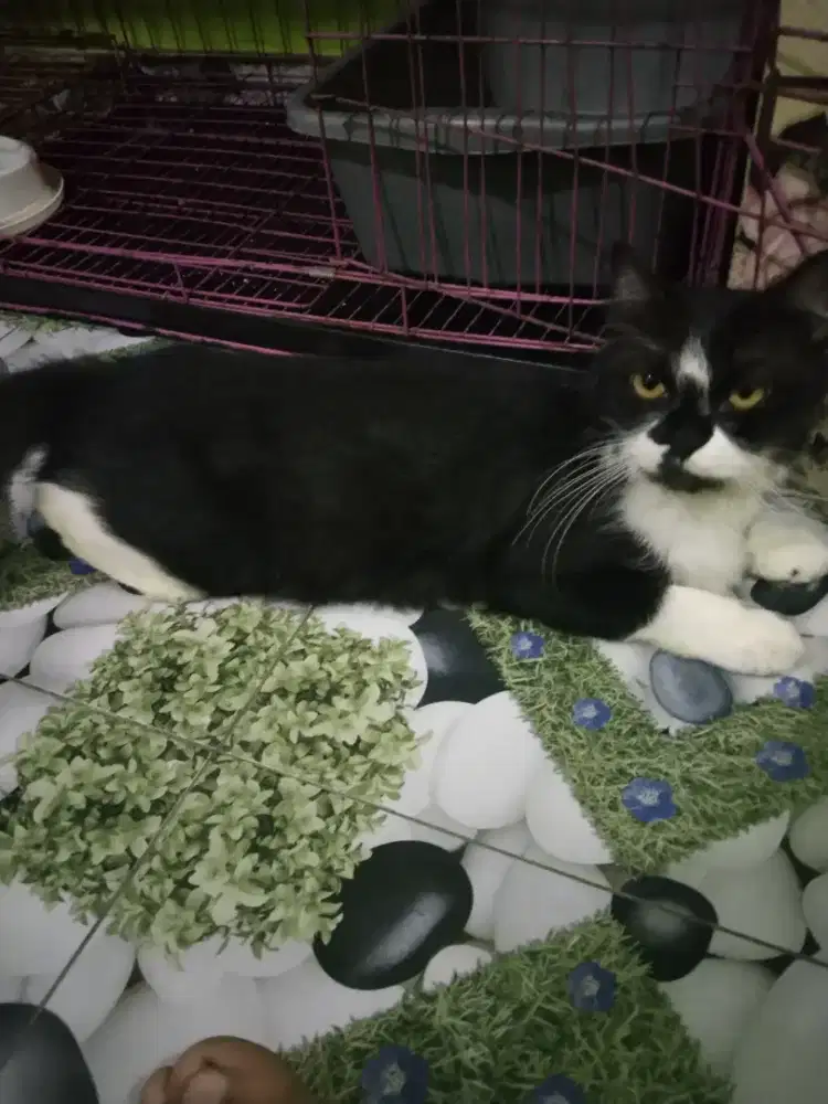 Persia medium bawa anak jantan 2 ekor