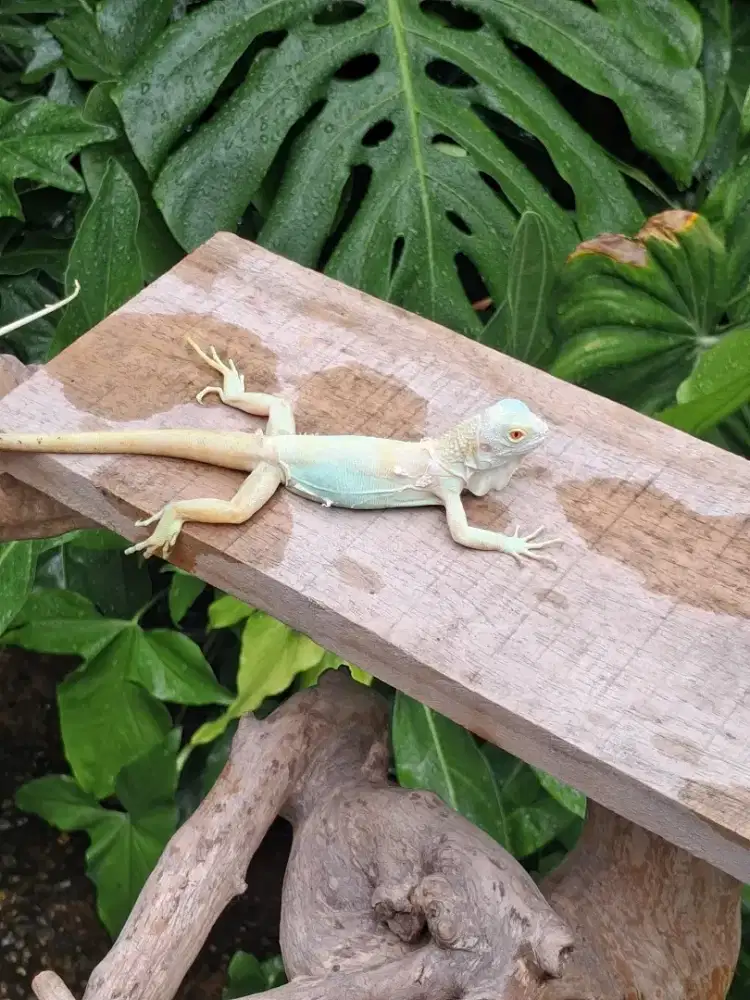 Iguana albino snow