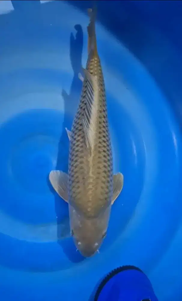 Ikan koi soragoi jumbo 60bu jantan line import