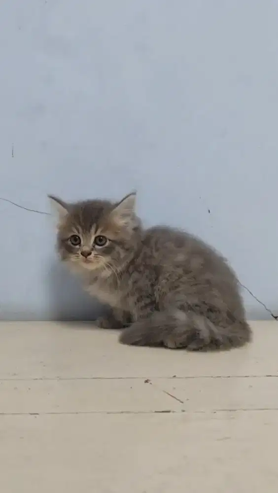 Dijual kucing Abu (Free Pet Cargo + Pakan)