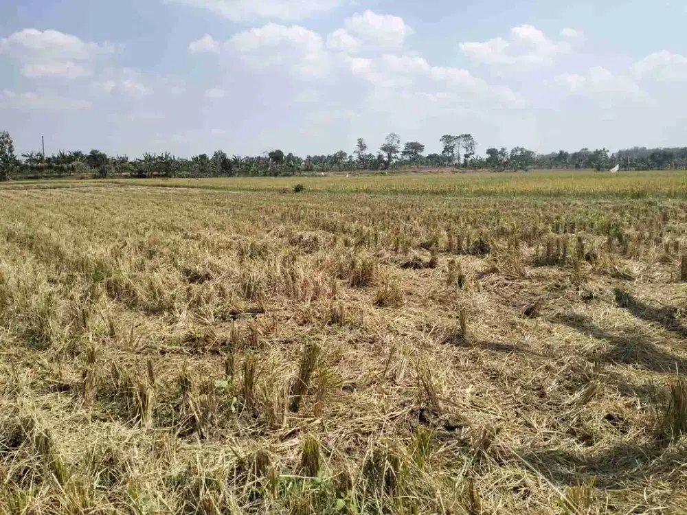 DIJUAL TANAH
KEL. : LAWANGANAGUNG
KEC  ; SUGIO
KAB  : LAMONGAN