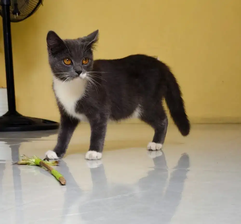 KUCING BSH MIXBREED BETINA