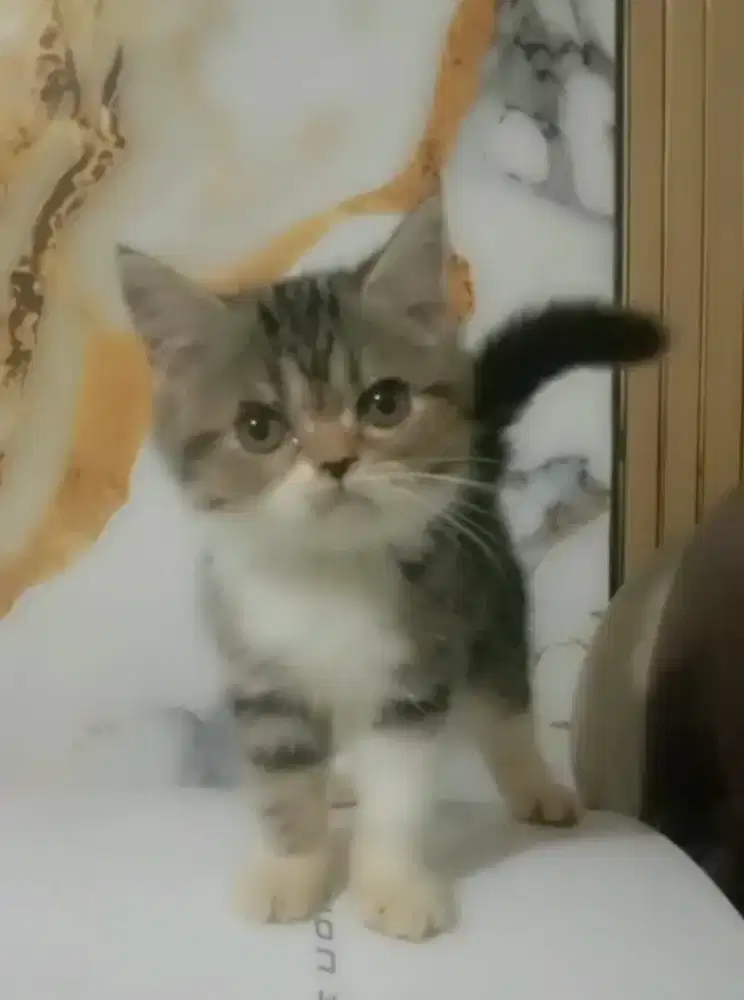 KUCING BSH MIX SCOTISH