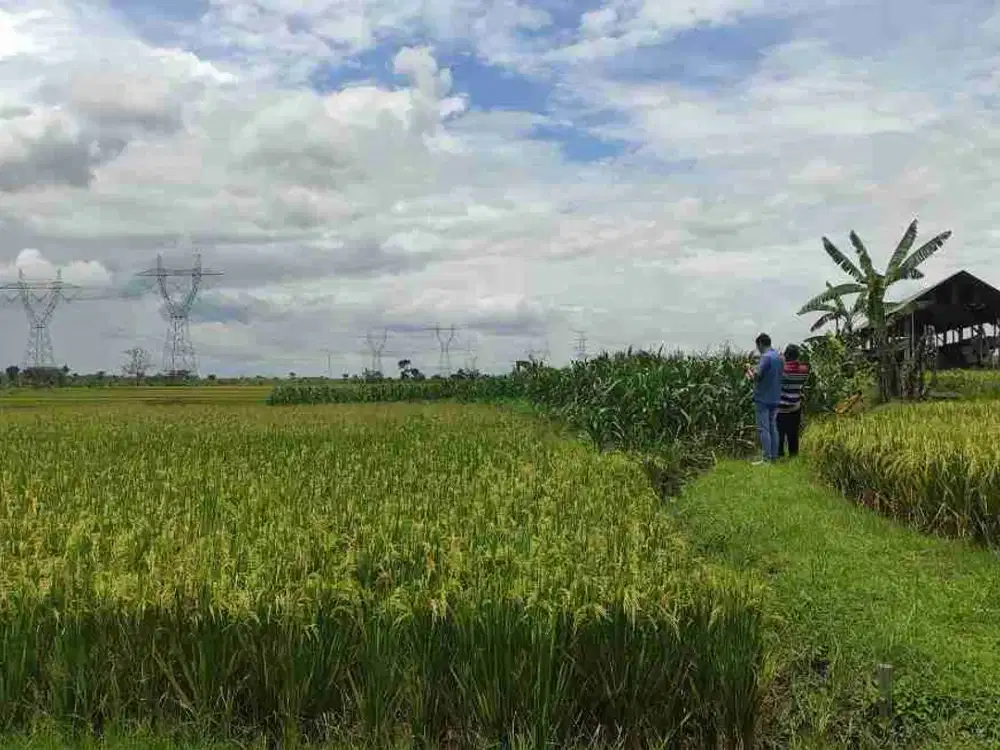 DIJUAL RUMAH 
KEL. : NGIMBANG
KEC  ; NGIMBANG
KAB  : LAMONGAN