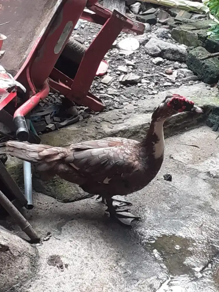 Bebek ngos jumbo jantan